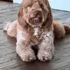 Lolathedog - @jonathanperdue1 - TikTok