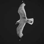 Jonathan - @jonathanprichard1 - Instagram