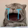 Jonathan Pringle - @jonathanpringl - TikTok