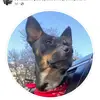 Jonathan Pyles898 - @bird_dog55 - TikTok