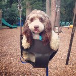 Jonathan Pyles - @sadie_the_wonderdog - Instagram
