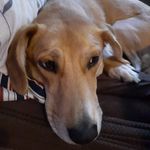 Jonathan Richman - @jjbsquad_2 - Instagram