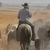 jonathanthroop449 - @ringodingocattleco - TikTok