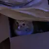 jonathanrowell6 - @jonathan.rowell - TikTok