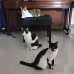 Jonathan Shao-Chang Huang - @iamthatisc19 - Instagram
