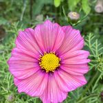 Jonathan Sheppard - @cosmosflowersuk - Instagram