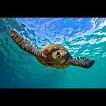 Jonathan tincher - @turtleboy604 - Instagram