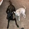 Moondog&Xena - @jonathantrask743 - TikTok