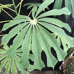 Jonathan Vickers - @plantkandi - Instagram