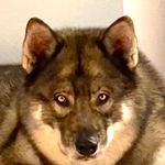 Jonathan Warren - @awyldwolf - Instagram
