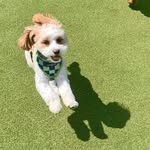 Bowie Jonathan Weinstein - @bojoweinstein - Instagram