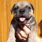 American XL BULLS Puppies - @jon.athanwerner - Instagram