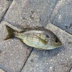 Jonathan Whitehouse - @wpb.fishingfl - Instagram