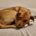 Jonathan Crismond - @eristhefurbaby - Instagram