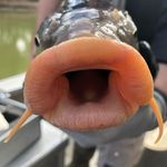 Jonathon Doyle - @jdfish83 - Instagram