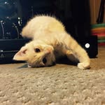 Jonathon Hall - @noindigo_cam - Instagram
