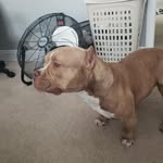 Bud the American Bully - @jonathonsilvers - Instagram