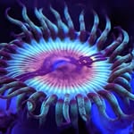 Jonathon  Tanner Wethington - @rebel_reefs - Instagram