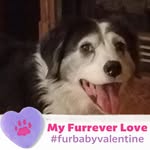 Joni Ellis - @dolphinlady_9 - Instagram