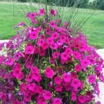Joni Floyd Landscape Designs - @jonifloyddesigns - Instagram