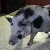 Joni Gray - @joni.gray8 - TikTok