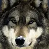 jonigray585 - @jonigray585 - TikTok