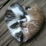 Joni Greer - @vafatcat2 - Instagram