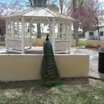 Joni Griffith - Facebook