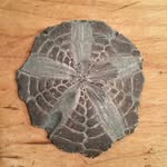 Joni_harding - @quietunegardens - Instagram