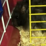 onix a hamster + fd 🐭❤️ - @onix.fodastica - Instagram