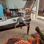 joni hunt - @jonihunt4 - Instagram