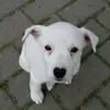 Joniklein.jboni  - @joniklein.jbonijona - TikTok