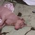 Joni Nicholson - Facebook