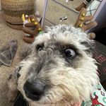 Joni Page - @jonipage11 - Instagram