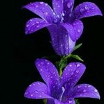 Joni Riley - @rilyjojo1955 - Instagram
