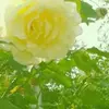 joni_roche - @joni_roche - TikTok
