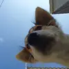 Bá Cường - @joniryan0 - TikTok