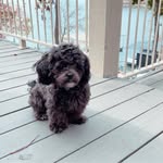Joni Doyle Ryan - @joni_ryan - Instagram