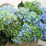 Joni Seiber Shaw - @jonishaw72 - Instagram