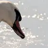 swansonjonia - @swansonjonia - TikTok