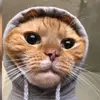 jonnie jackson - @jonniegarfieldkaykynn - TikTok