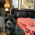 Johnny Bower - Facebook