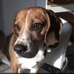 Jonny Frank - @beaglecalledjonny - Instagram