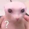 JonnyElRiatasGates - @jonnygates4 - TikTok