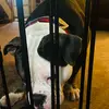 jonnygriffin8 - @dogo_oclock - TikTok