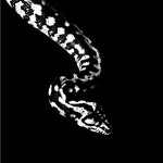 Jonny-Harrison Nõmmik - @jhnreptiles - Instagram