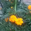 Jonny hoang - @jonny.hoang1 - TikTok