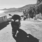 Jonny Knoppers - @paradog.25 - Instagram