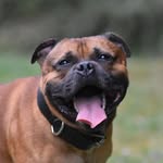 @jonny_le_staffy - Instagram