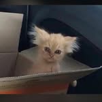 @jonny_le_beaugosse - Instagram